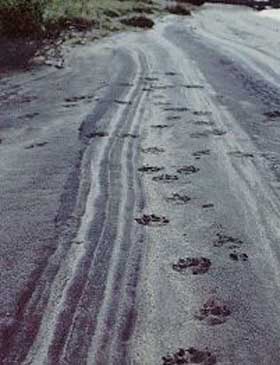 Wolf tracks